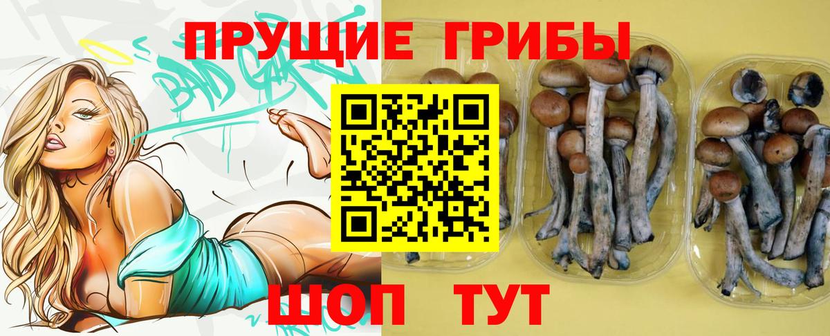 Галлюциногенные грибы Psilocybine cubensis Евпатория