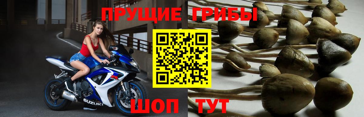Галлюциногенные грибы Psilocybe  Вход с VPN  Евпатория 